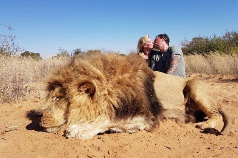加拿大一對夫婦參加南非的「獎杯狩獵」，獵殺一頭獅子，並在遺體旁擁吻自拍，引發爭議。（圖擷取自Colleen Cradock-Williams＠Twitter）