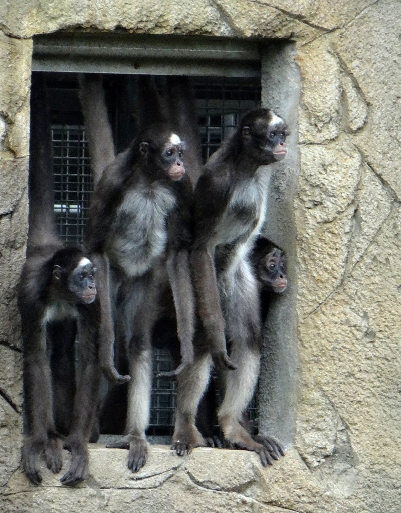 4隻雄性「棕蜘蛛猴」，都是在動物園裡出生長大的個體，感情融洽。（台北市立動物園提供）