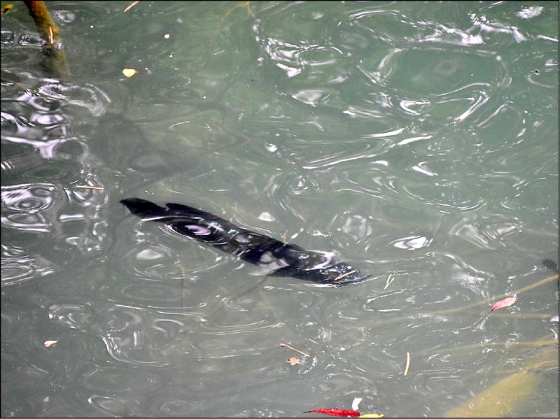 有民眾在日月潭水域拍到俗稱魚虎的掠食性魚類，憂心影響潭區生態與安全。（民眾沈揮勝提供）