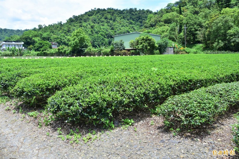 台茶十七號茶樹與翠玉、金萱等茶樹相比，樹形較大，且茶樹枝幹強壯，有產量大優點。（記者張議晨攝）