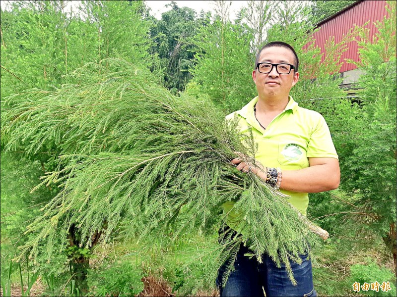 張展旗返鄉務農，大規模栽種澳洲茶樹。（記者吳俊鋒攝）