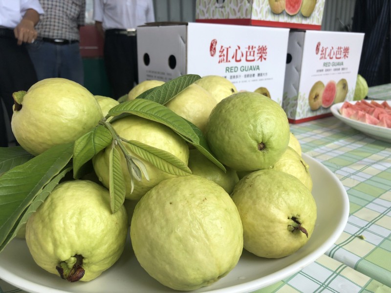 宜蘭縣員山鄉大枕山地區，是國內紅心芭的主要產地，市佔率約有9成以上，近期進入盛產期。（員山鄉農會提供）