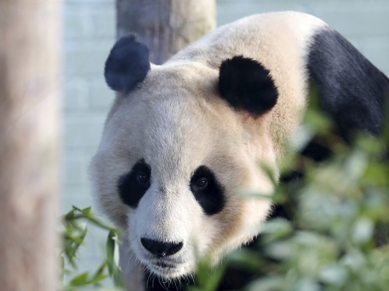 熊貓「陽光」、「甜甜」一同被租借給英國愛丁堡動物園，日前傳出因陽光想爬上圍籬卻被電擊，引發中國網軍不滿。（美聯社）