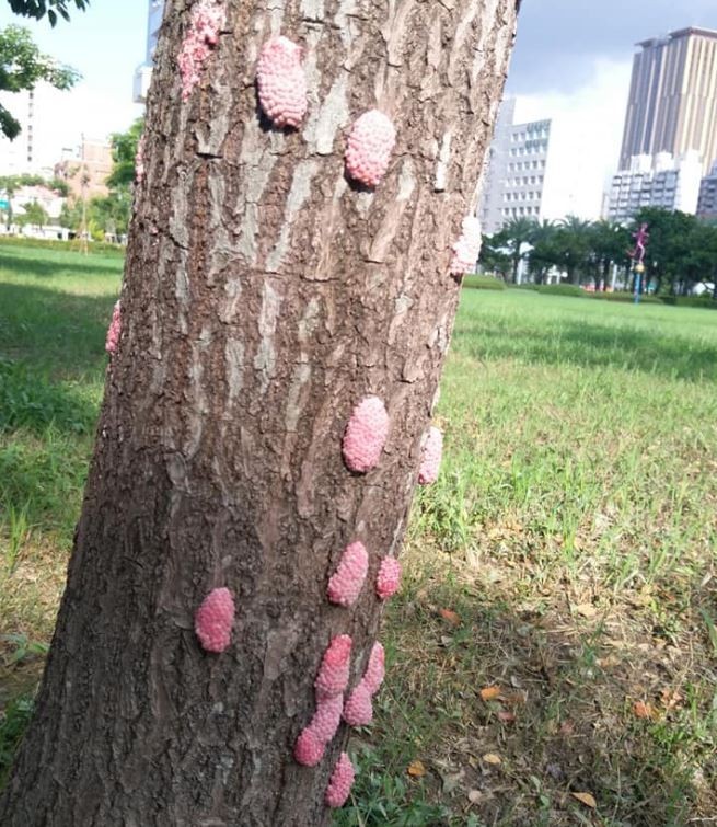 慎入 高雄公園樹上驚見大量 粉紅球 養工處 生態豐富 生活 自由時報電子報