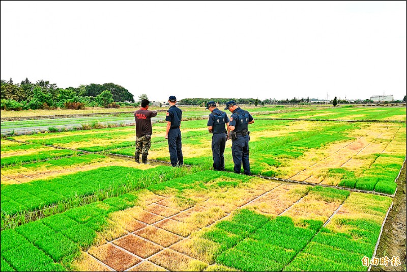 二期稻作插秧期，雲林大埤傳出秧苗場遭人惡意噴灑除草劑，造成大量秧苗枯死。（記者黃淑莉攝）