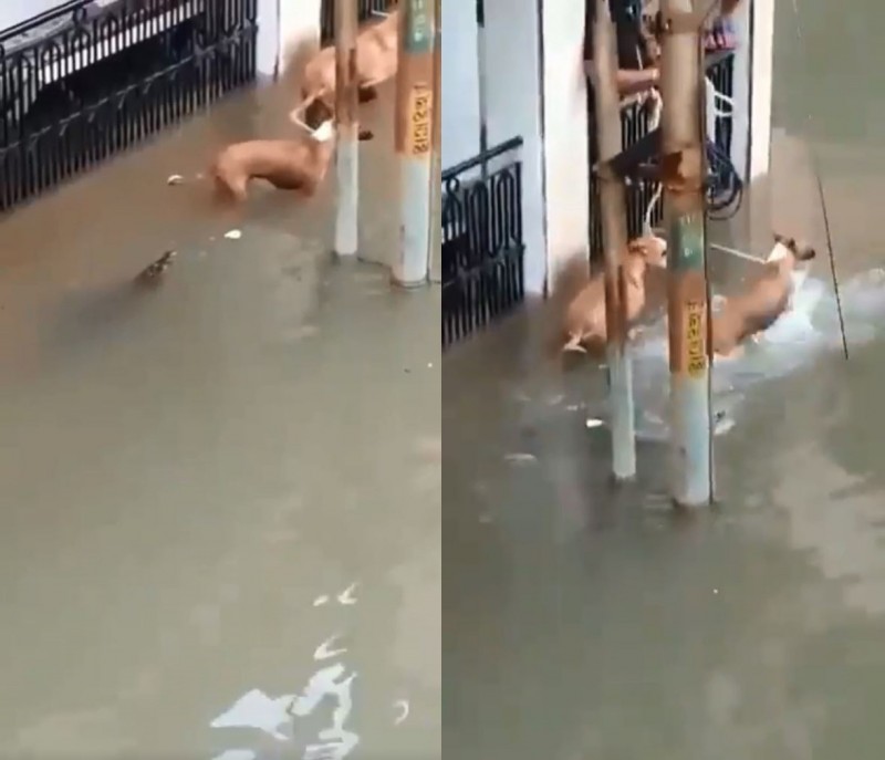 一隻鱷魚在印度的淹水街道上潛行，試圖攻擊流浪狗。（圖擷取自zoo_bear＠Twitter）