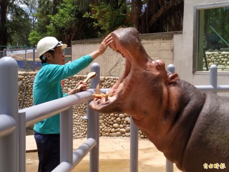 在新竹市立動物園服務已三十年，也是園內最資深員工陳宏業，照顧河馬「樂樂」  廿七年，贏得「河馬爸爸」稱號。（記者蔡彰盛攝）