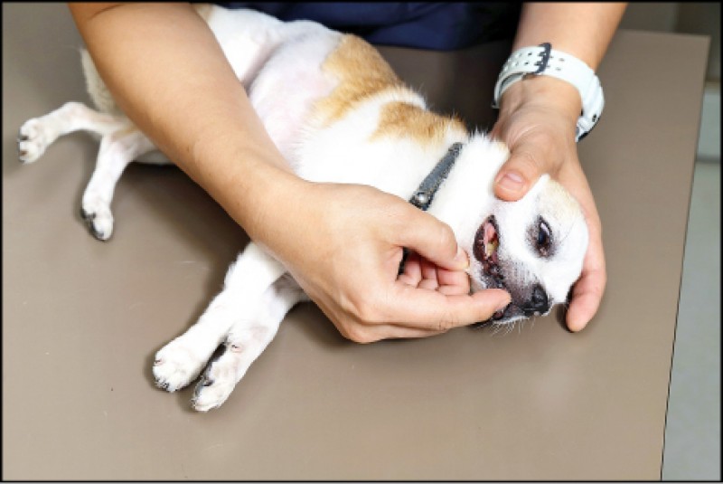 寵物保健飼養 狗狗水果指南別讓毛孩嚐禁果 生活週報 自由時報電子報