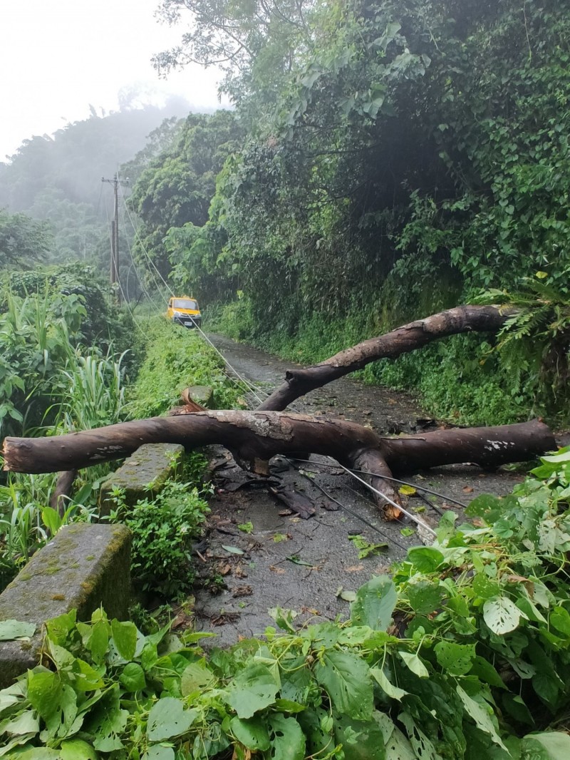 「利馬奇」颱風餘威帶來強風豪雨，樹木壓毀台電供電線路。（台電提供）