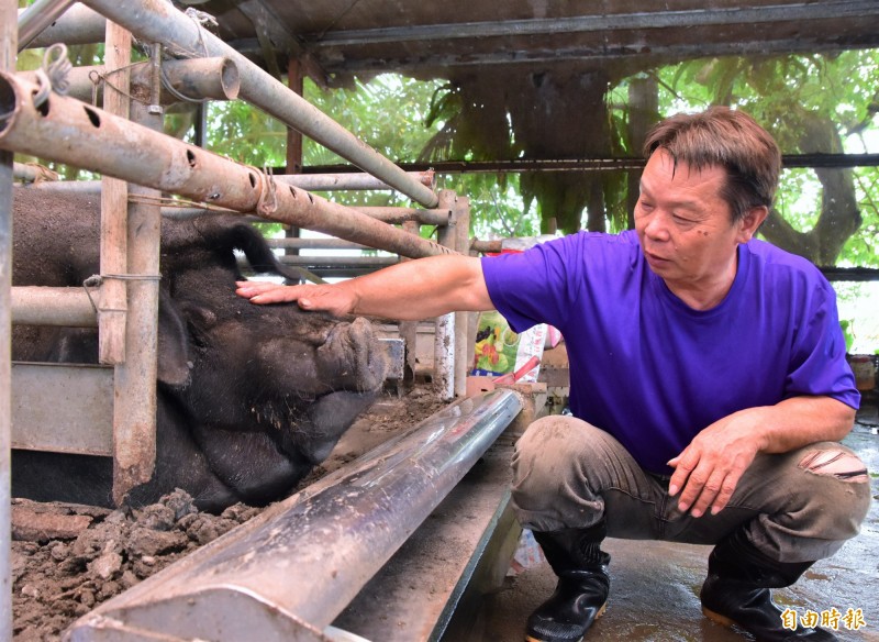 陳舜郎將每隻神豬都取了名字，個性憨厚、重約1000斤的豬寶貝被取名為「阿憨」，圓滾滾外型相當討喜可愛。（記者張議晨攝）
