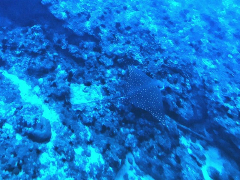 小琉球海域喜見雪花鴨嘴燕魟玻璃半潛艇就可見 生活 自由時報電子報