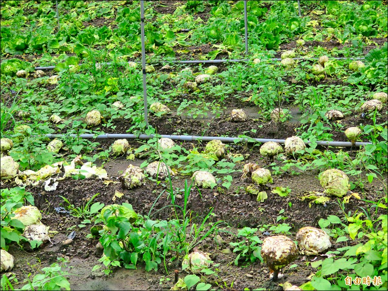 連日豪大雨造成高麗菜受損，昨平均批發價每公斤二十五.三元。（記者陳文嬋攝）