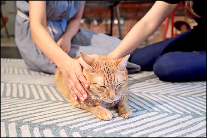 在日常生活中飼主可以多與毛孩互動，做一些彼此熟悉的動作，傳達心中的想法給毛孩。（記者陳宇睿／攝影）