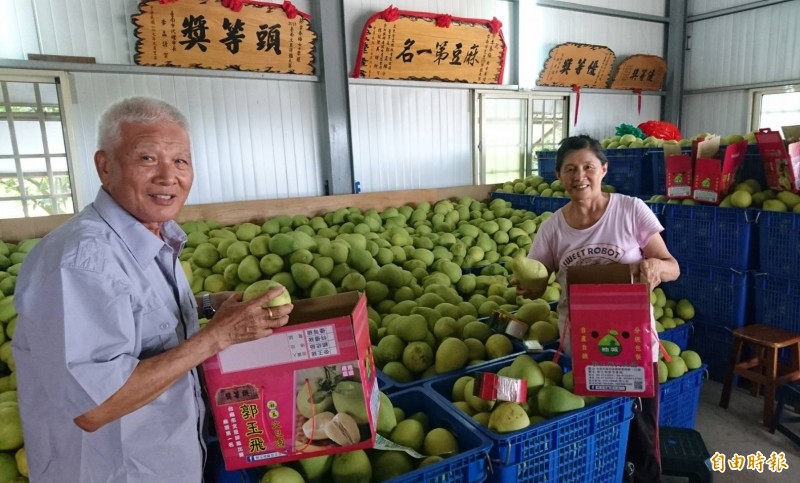 麻豆柚農郭玉飛的文旦很搶手，不擔心賣不掉，只怕不夠賣。（記者楊金城攝）