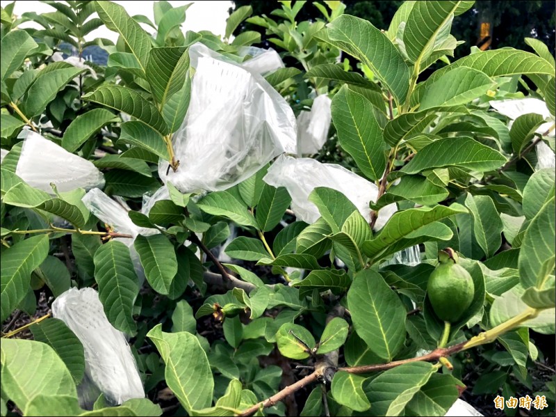 芭樂套袋後可減免鳥蟲侵襲與風雨傷害，也能降低農藥使用。（記者陳冠備攝）