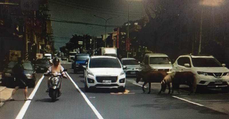 2匹迷你馬在石岡區豐勢路逛大街，令駕駛傻眼。（記者歐素美翻攝）