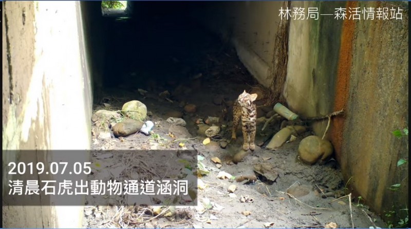 苗29縣道的動物通道，架設監視鏡頭記錄，已拍攝到35次石虎。（圖擷取自「林務局—森活情報站」影像）