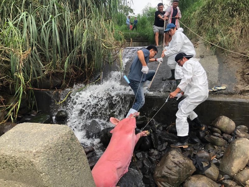 嘉義縣水上鄉出現「粉紅豬」，家畜所人員等救起上岸。（記者林宜樟翻攝）