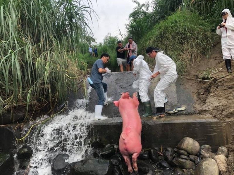 嘉義縣水上鄉出現「粉紅豬」，家畜所人員等救起上岸。（記者林宜樟翻攝）