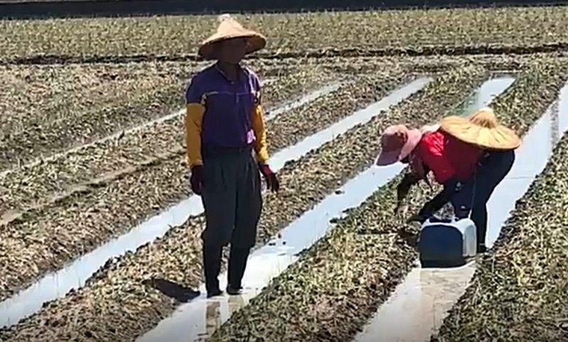 真慘 洋蔥苗泡水 去了了 農民一種再種淌血 生活 自由時報電子報