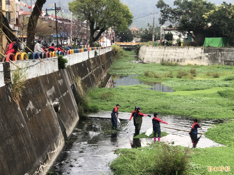 埔里鎮杷城排洪道最近由縣府環保局與鎮公所進行河道整頓，撿拾垃圾與清除雜草、布袋蓮。（記者佟振國攝）