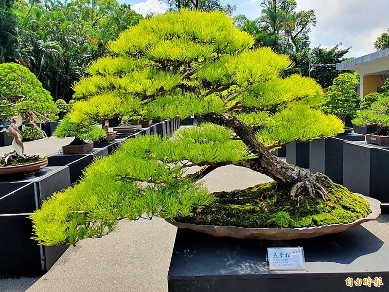 A Taiwan short-leaf pine bonsai is displayed at the Taipei Bonsai Show at the Shilin Official Residence Park on Friday.
Photo: Lin Chia-yu, Taipei Times