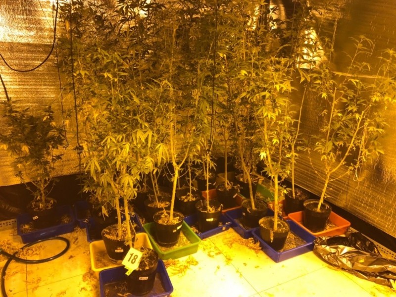 檢警查獲大麻成株220株。(記者張瑞楨翻攝) 檢警查獲大麻成株220株。(記者張瑞楨翻攝)