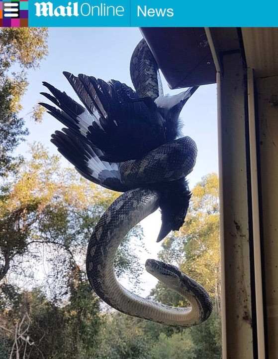 1隻澳洲當地的巨蟒倒掛在窗邊，用身體捲起1隻澳洲喜鵲，讓喜鵲動彈不得。（圖擷自《每日郵報》）