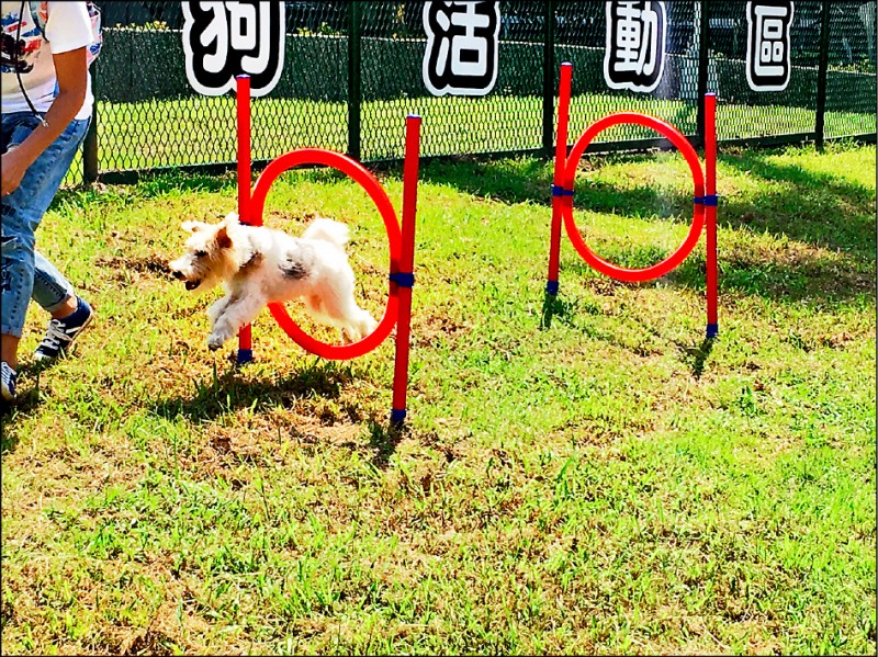 北市北勢湖公園狗活動區可搭寵物公車 生活 自由時報電子報
