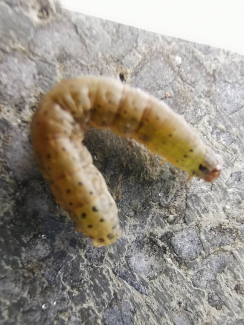 防檢局發布預警，雲林嘉義秋行軍蟲成蟲明顯增加。（記者簡惠茹翻攝）