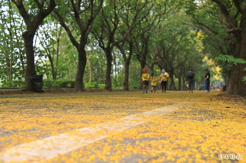 東螺溪台灣欒樹步道22日舉辦「戀戀欒樹節」，圖為去年花開的盛況。（資料照）