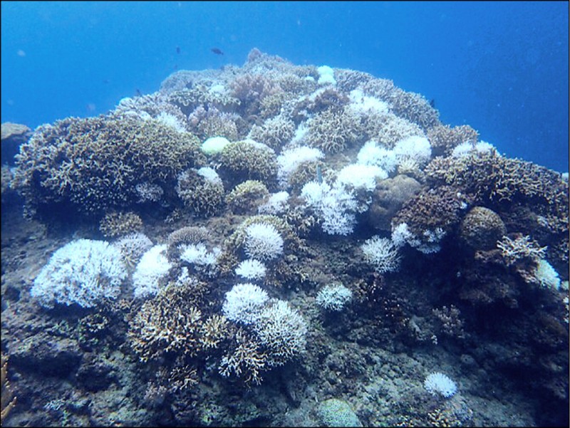 [討論] 大家同意續用核電護藻礁嗎？