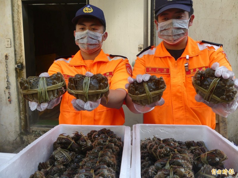 金門岸巡隊截獲非法走私的中國大閘蟹，整齊排列在保麗龍箱內。（記者吳正庭攝）