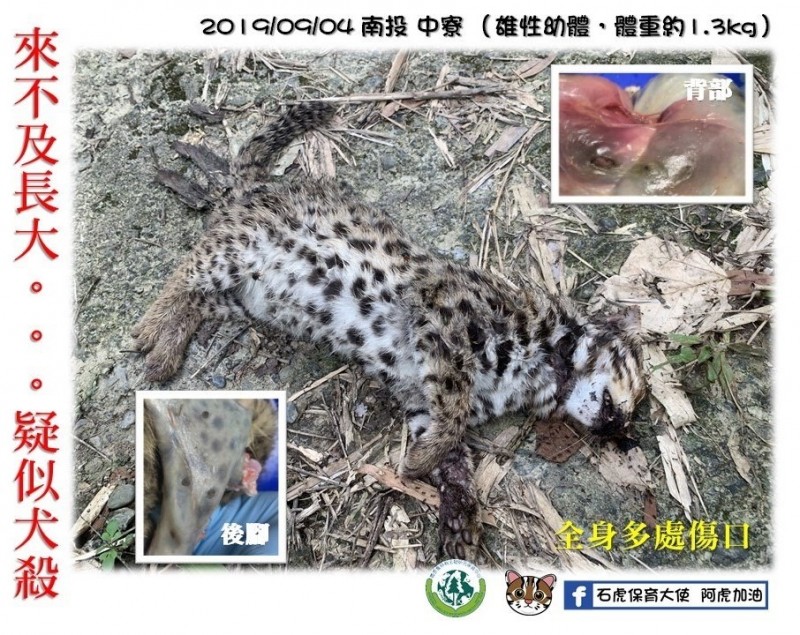 來不及長大 南投小石虎疑又遭犬殺 生活 自由時報電子報