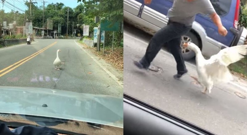 有民眾在鄉間道路遇到白鵝擋路，駕駛人下車驅趕反被白鵝啄擊。（圖擷取自爆廢公社）