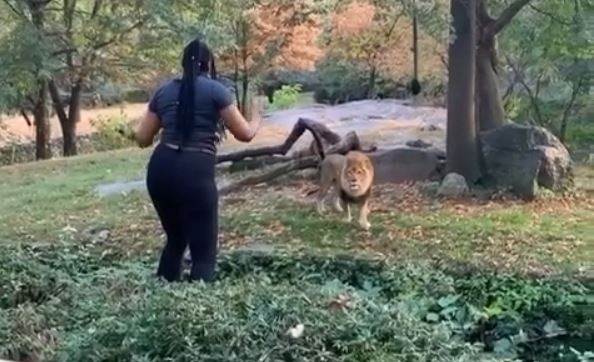 這名遊客日前闖入紐約布朗克斯動物園的非洲獅區，扭腰擺臀找獅子熱舞，引起網友批評。（圖取自IG @realsobrino）