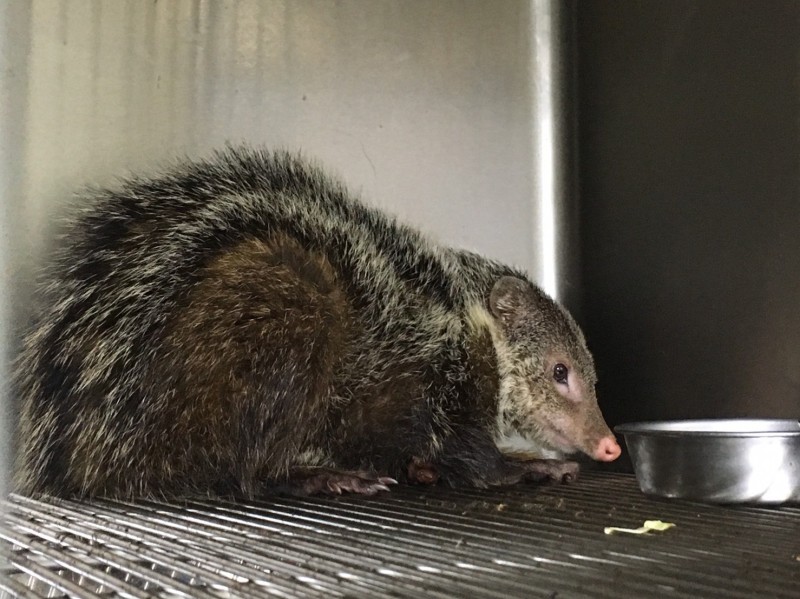 俗稱「棕簑貓」的食蟹獴是三級保育類野生動物。（記者黃捷翻攝）