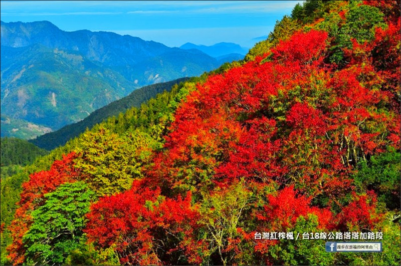 台灣紅榨楓屬台灣原生種，滿山遍野的楓紅盛況。（攝影家黃源明提供）