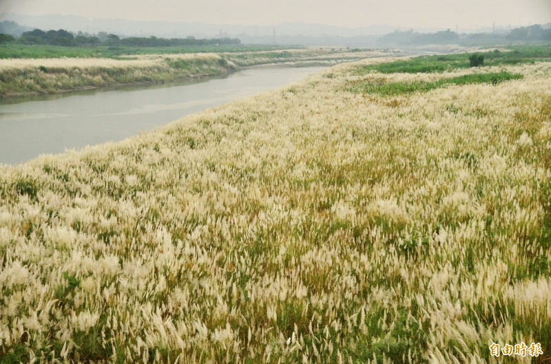 台南曾文溪大內河段一片甜根子草花海，猶如下了秋雪。（記者吳俊鋒攝）