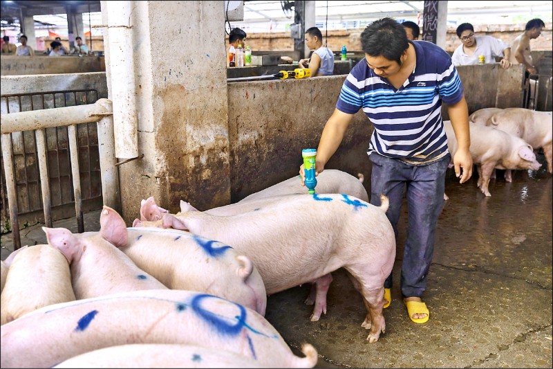 中國廣西壯族自治區首府南寧市的豬肉批發市場中，一名買家將豬圈裡的豬畫上記號。（彭博檔案照）