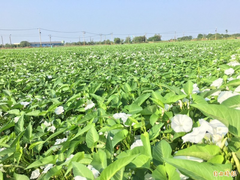 嘉義縣空心菜白色花海呈現「10月雪」美景。（記者蔡宗勳攝）