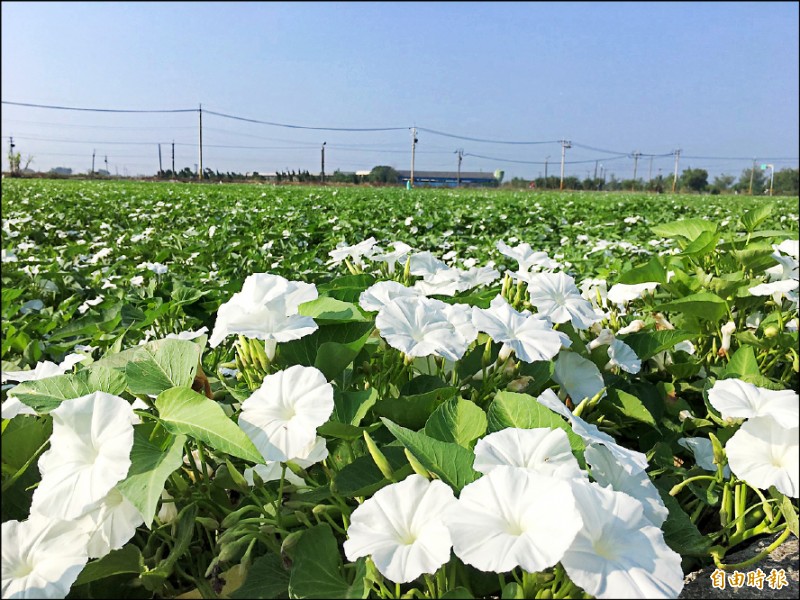 布袋 朴子空心菜白色花海10月限定 生活 自由時報電子報