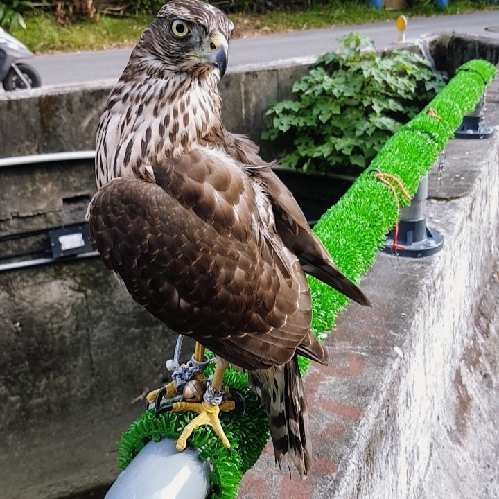 鳥友一早爬山發現一隻蒼鷹幼鳥被綁在欄杆上。（鳥友林永青提供）