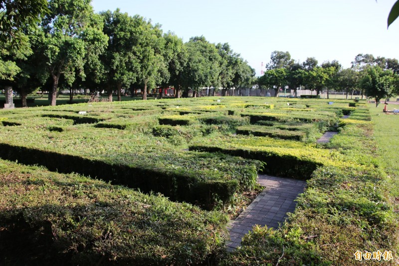 苗栗縣政府擬拆除竹南運動公園內的綠迷宮，消息傳出後讓許多鄉親大感不捨。（記者鄭名翔攝）