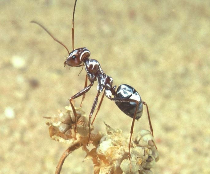 人類輸了！世界最快螞蟻步頻是波爾特10倍以上- 國際- 自由時報電子報