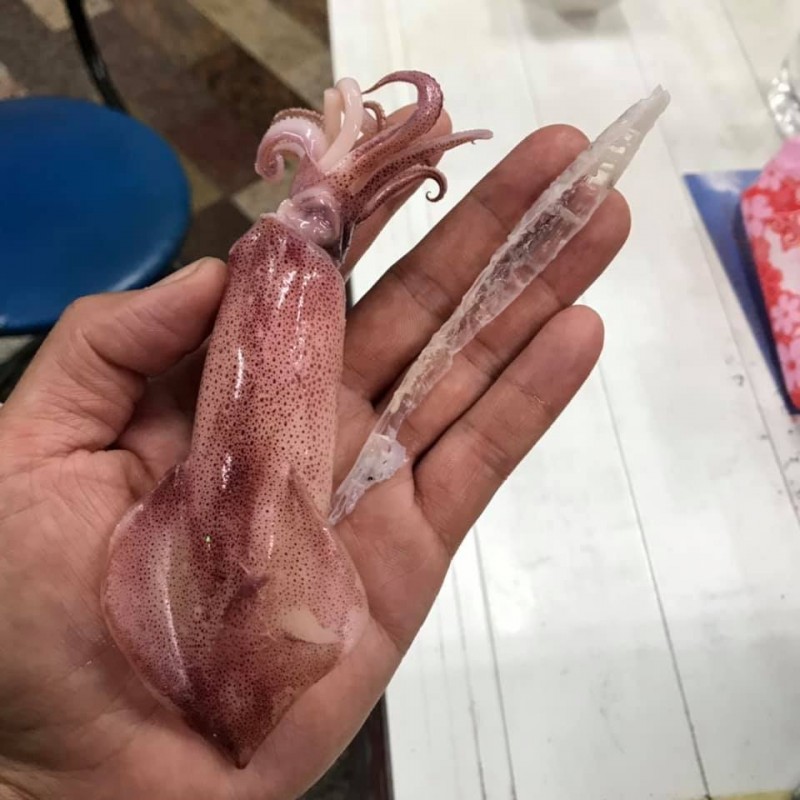 有一名網友爆料吃小卷時吃到「塑膠片」，並怒批「這就是人類危害生態的結果」，沒想到一看圖片原來是小卷體內的透明骨骼，荒謬結果讓不少網友全都笑瘋了。（圖片擷取自「爆廢公社二館」）