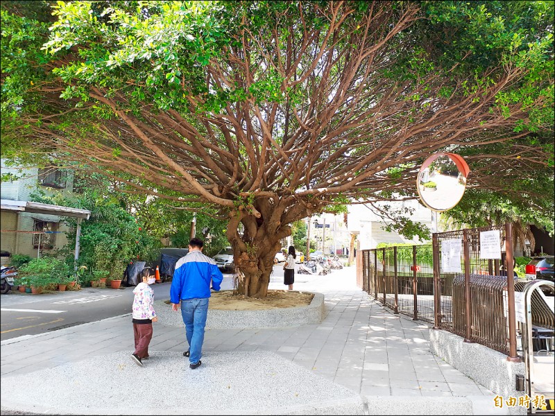 新竹市載熙國小的通學步道昨天啟用，原在校園內120歲的老榕樹移到人行道上，供社區居民長輩乘涼共享。（記者洪美秀攝）