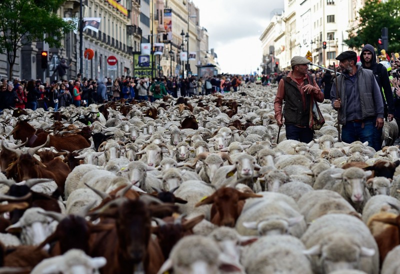 西班亞首都馬德里昨日舉辦「遷徙放牧節」。（法新社）