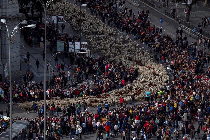 超過2千隻綿羊擠滿馬德里市內，連行人都得禮讓。（歐新社）
