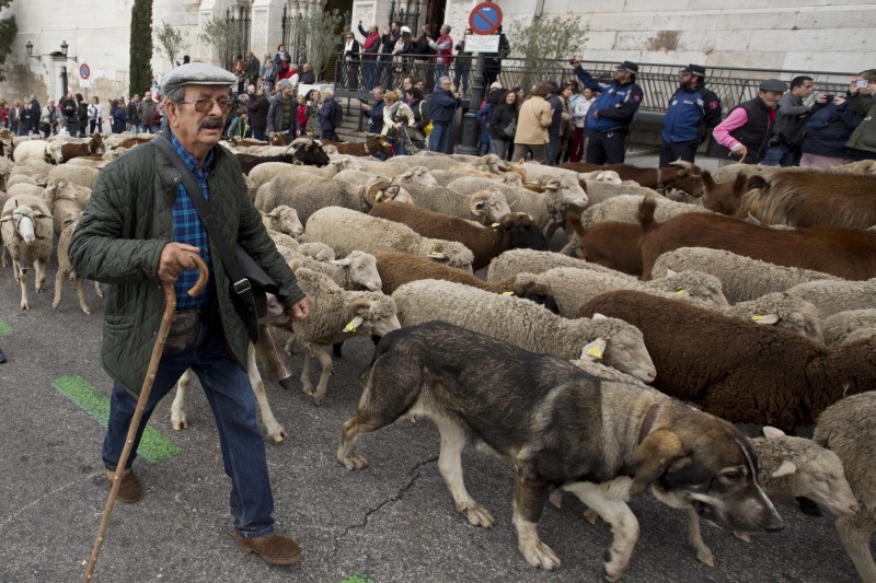 羊農帶著羊群穿過馬德里市中心往南方放牧場前進。（美聯社）